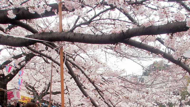 ソメイヨシノ 横浜市南区大橋町