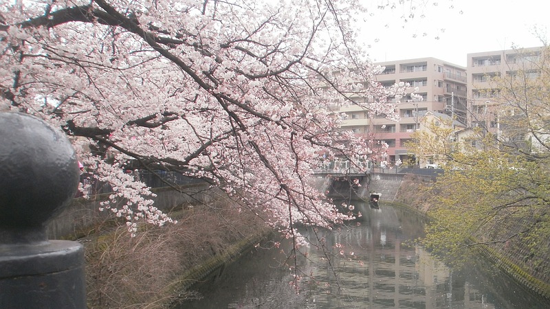 ソメイヨシノ 横浜市南区大橋町
