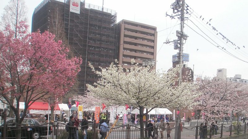ソメイヨシノ 横浜市中区野毛