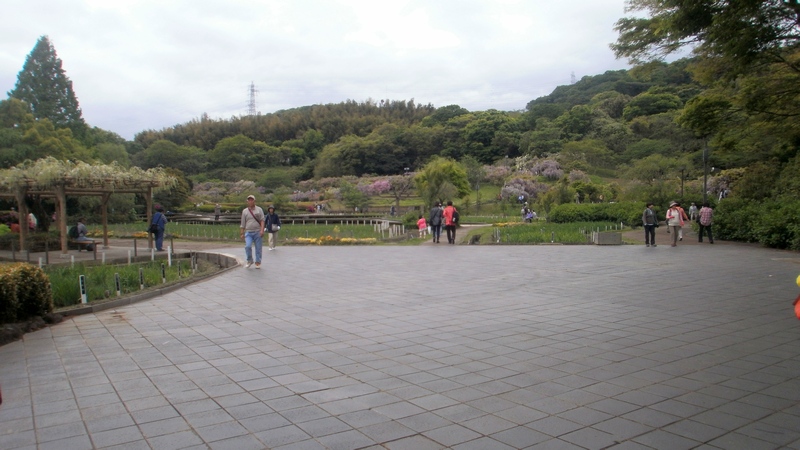 フジの花 横須賀市横須賀しょうぶ園
