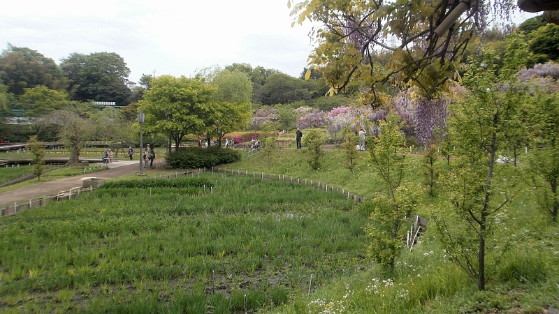 フジの花 横須賀市横須賀しょうぶ園