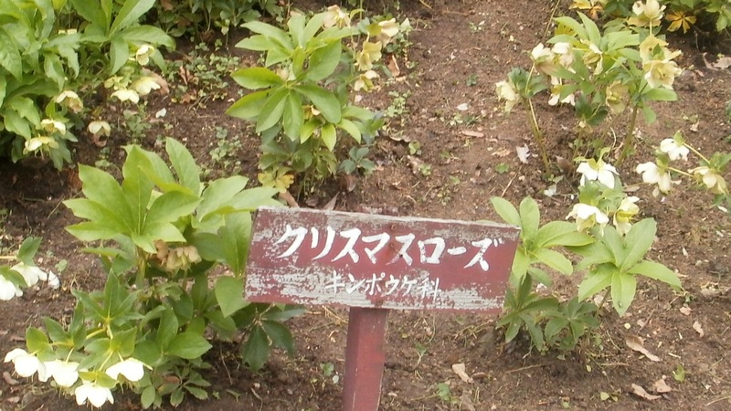 クリスマスローズ 横須賀市横須賀しょうぶ園