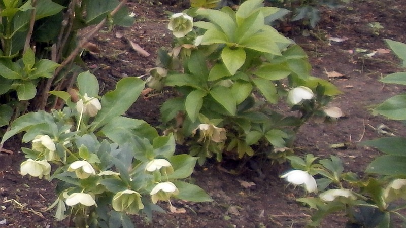 クリスマスローズ 横須賀市横須賀しょうぶ園