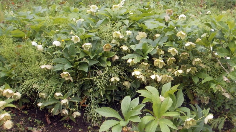 クリスマスローズ 横須賀市横須賀しょうぶ園