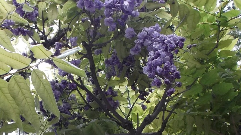 フジの花 横須賀市横須賀しょうぶ園
