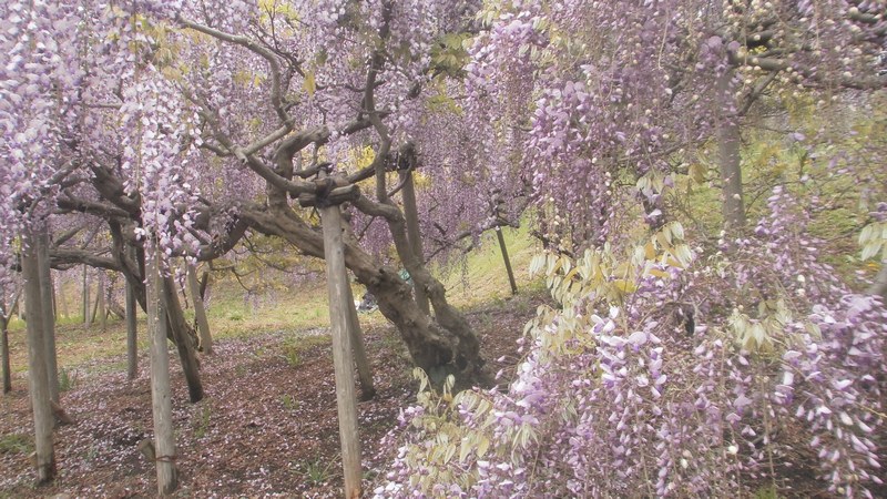 フジの花 横須賀市横須賀しょうぶ園