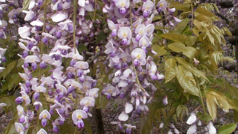 フジの花 横須賀市横須賀しょうぶ園