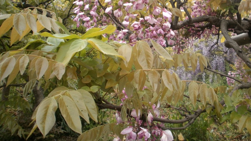 フジの花 横須賀市横須賀しょうぶ園