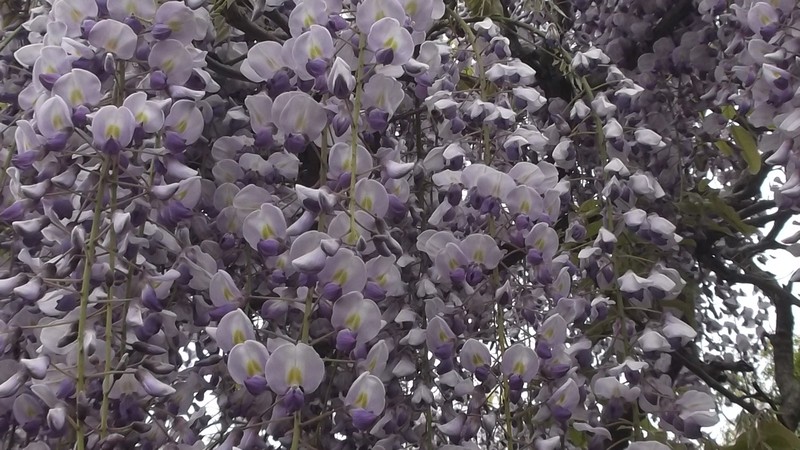 フジの花 横須賀市横須賀しょうぶ園
