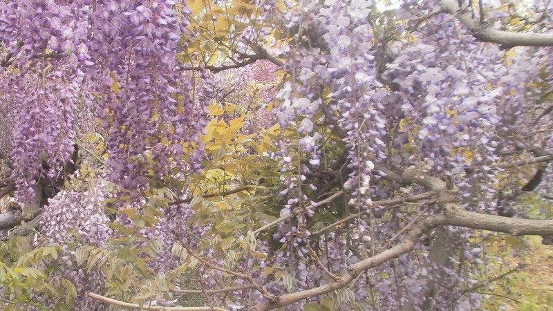 フジの花 横須賀市横須賀しょうぶ園