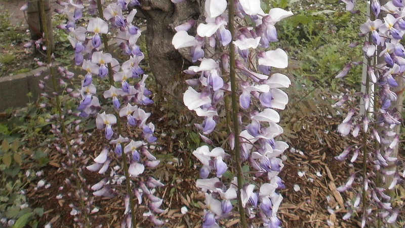 フジの花 横須賀市横須賀しょうぶ園