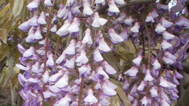 フジの花 横須賀市横須賀しょうぶ園