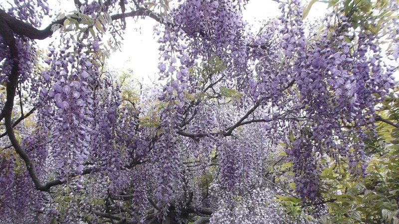 フジの花 横須賀市横須賀しょうぶ園