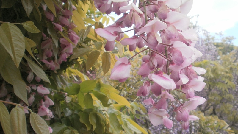 フジの花 横須賀市横須賀しょうぶ園