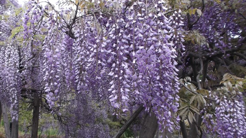 フジの花 横須賀市横須賀しょうぶ園