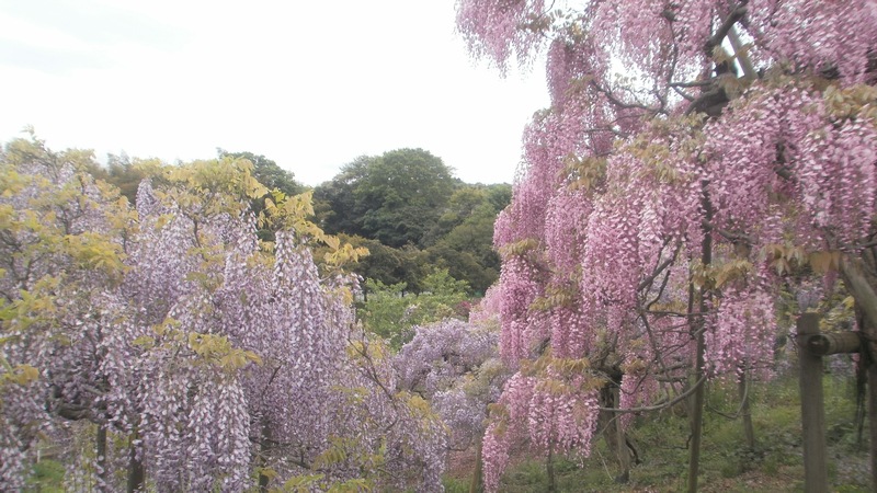 フジの花 横須賀市横須賀しょうぶ園
