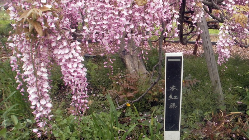 フジの花（本紅藤） 横須賀市横須賀しょうぶ園