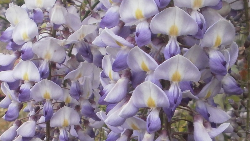 フジの花 横須賀市横須賀しょうぶ園