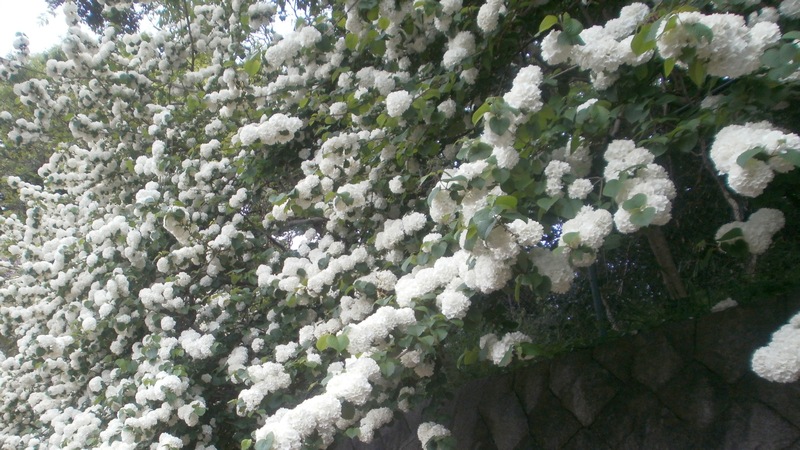 オオデマリの花 横須賀市横須賀しょうぶ園