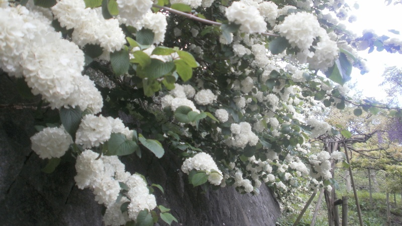 オオデマリの花 横須賀市横須賀しょうぶ園