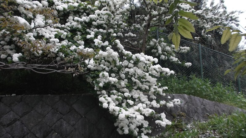 オオデマリの花 横須賀市横須賀しょうぶ園