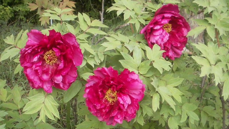 ボタンの花 横須賀市横須賀しょうぶ園