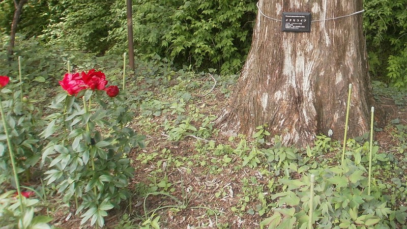 メタセコイアとシャクヤクの花 横須賀市横須賀しょうぶ園
