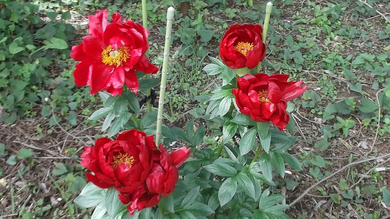 シャクヤクの花 横須賀市横須賀しょうぶ園