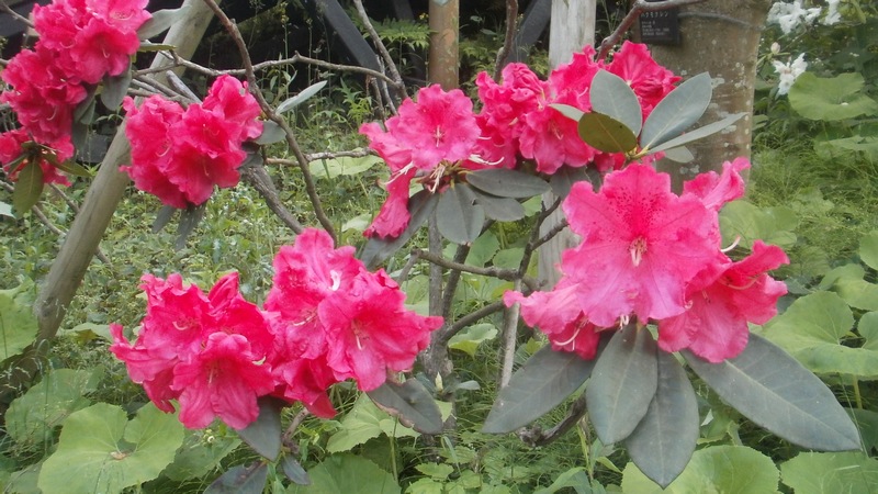 シャクナゲの花 横須賀市横須賀しょうぶ園