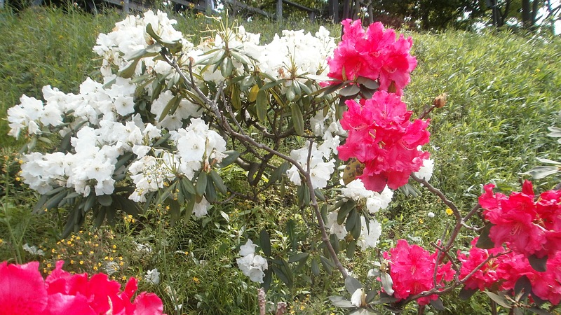 シャクナゲの花 横須賀市横須賀しょうぶ園