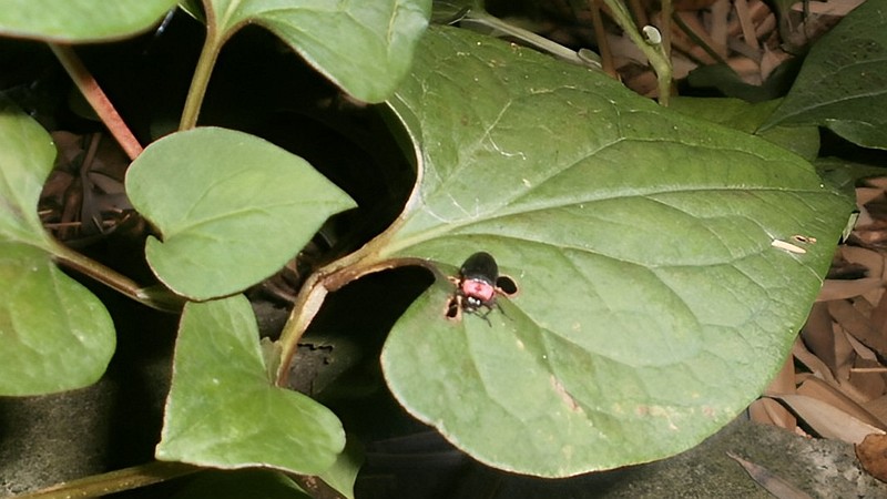 ドクダミの葉のゲンジボタル 横浜市泉区弥生台