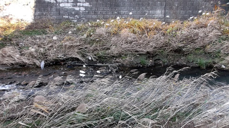 アオサギとコサギ 横浜市旭区今宿南町
