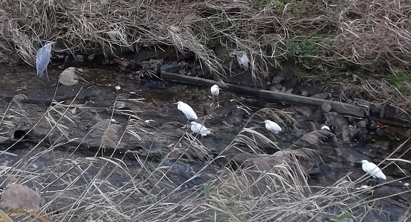 アオサギとコサギ 横浜市旭区今宿南町