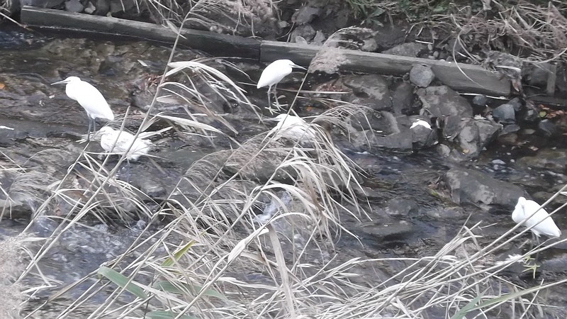 コサギ 横浜市旭区今宿南町