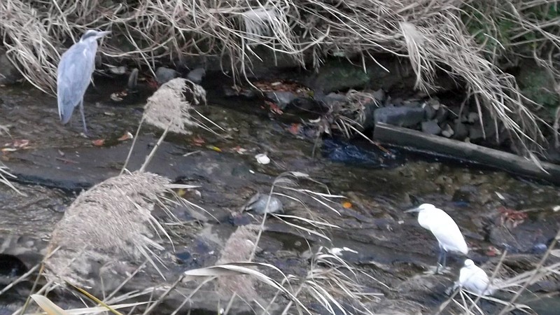 アオサギとコサギ 横浜市旭区今宿南町