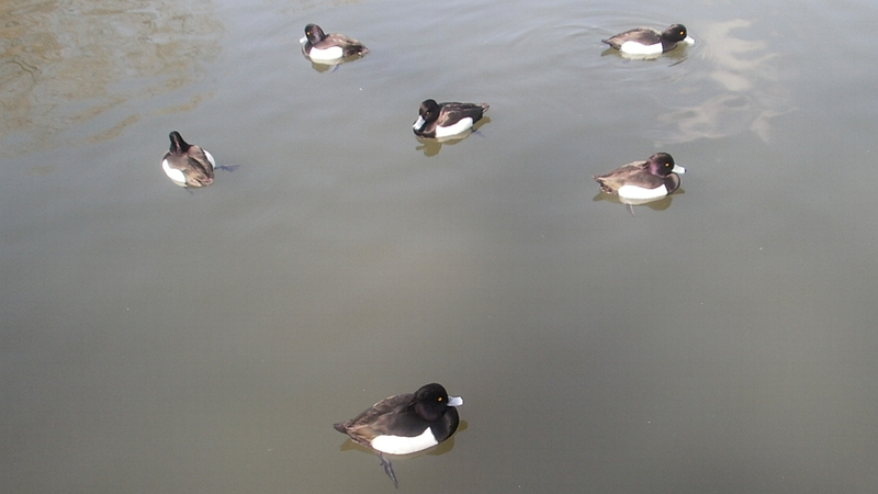 キンクロハジロ 横浜市鶴見区三ツ池公園