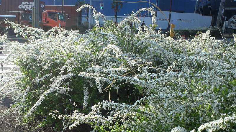 ユキヤナギの花 東京都大田区大和大橋