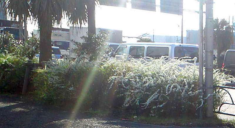 ユキヤナギの花 東京都大田区大和大橋