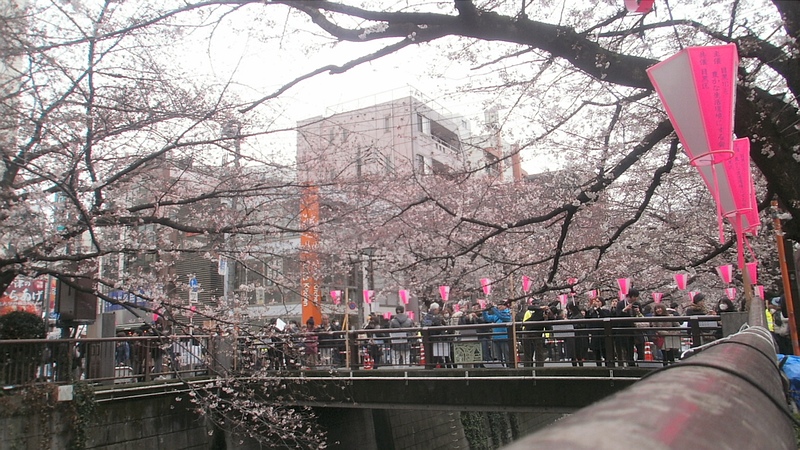ソメイヨシノ 東京都目黒区目黒川