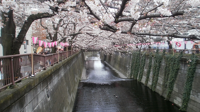 ソメイヨシノ 東京都目黒区目黒川