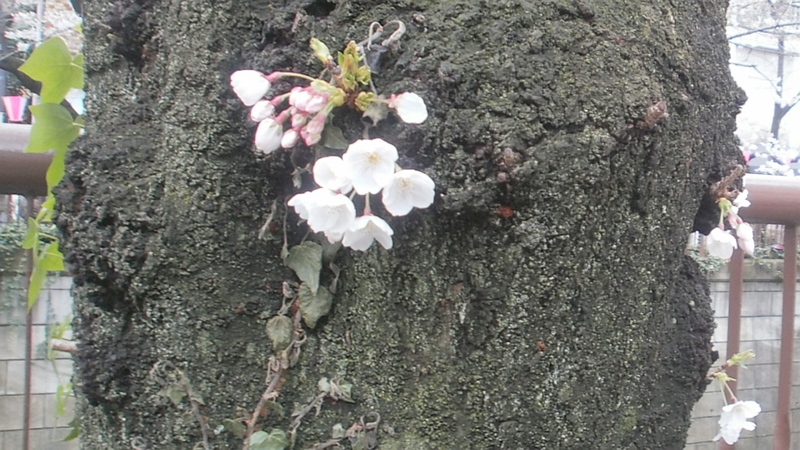胴吹き桜 東京都目黒区目黒川