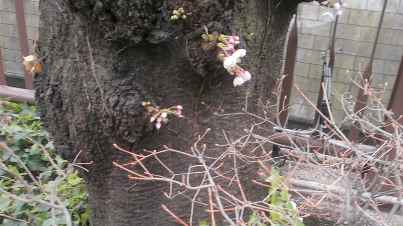 胴吹き桜 東京都目黒区目黒川