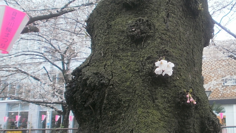 胴吹き桜 東京都目黒区目黒川