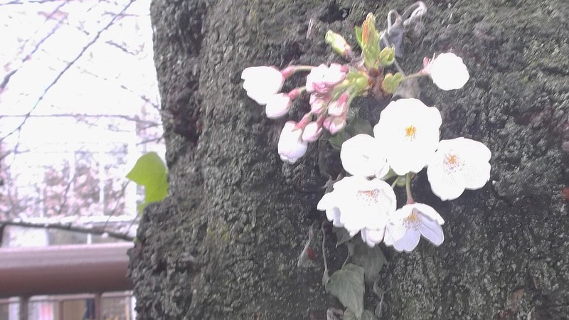 胴吹き桜 東京都目黒区目黒川