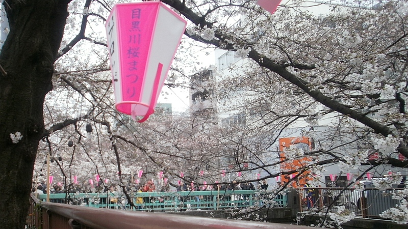 ソメイヨシノ 東京都目黒区目黒川