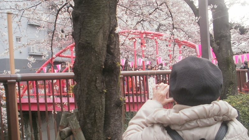 胴吹き桜 東京都目黒区目黒川