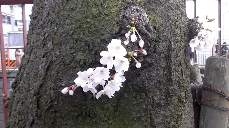 胴吹き桜 東京都目黒区目黒川