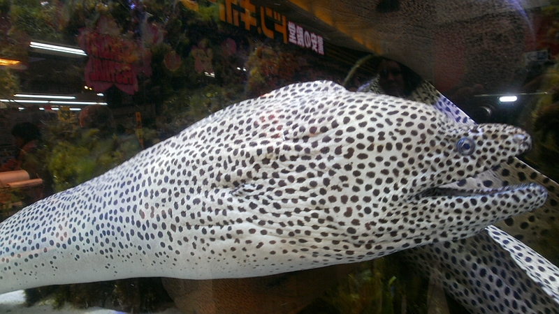 ドン・キホーテ中目黒本店のウツボ 東京都目黒区目黒川