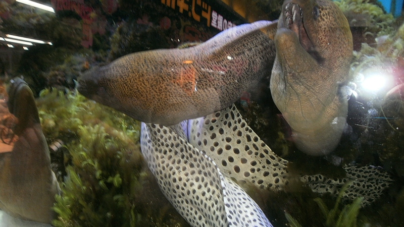 ドン・キホーテ中目黒本店のウツボ 東京都目黒区目黒川