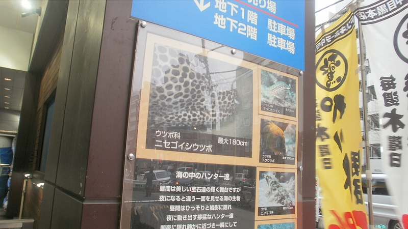 ドン・キホーテ中目黒本店のウツボ 東京都目黒区目黒川